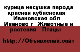 курица несушка парода красная кубаснская - Ивановская обл., Иваново г. Животные и растения » Птицы   